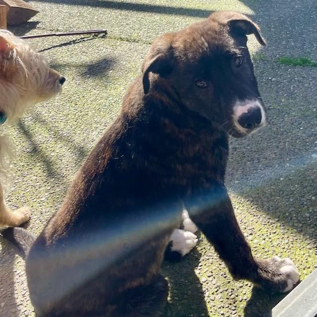 Gregory, Adoptable, Puppy Male Border Collie & Mixed Breed.