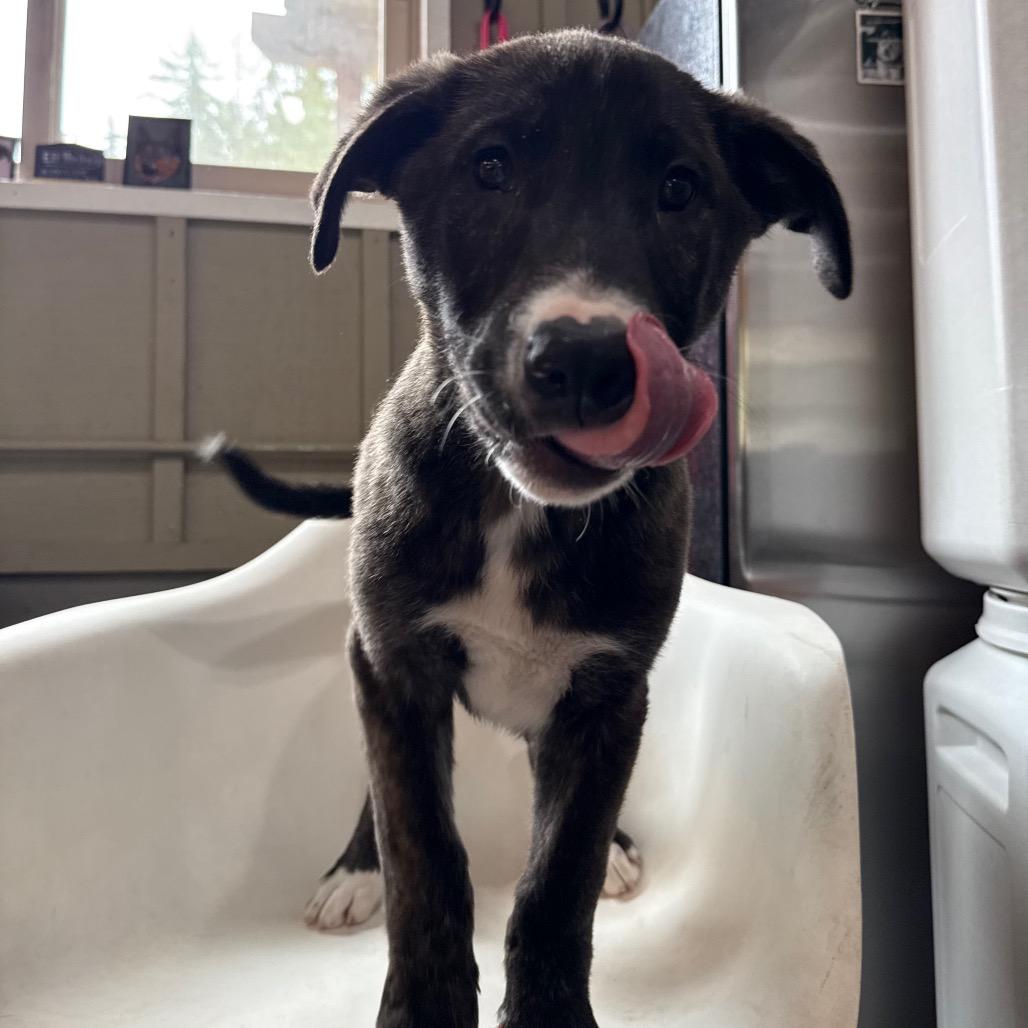 Enlarge Gregory, a Adoptable mixed breed in Tacoma, WA image 2/6