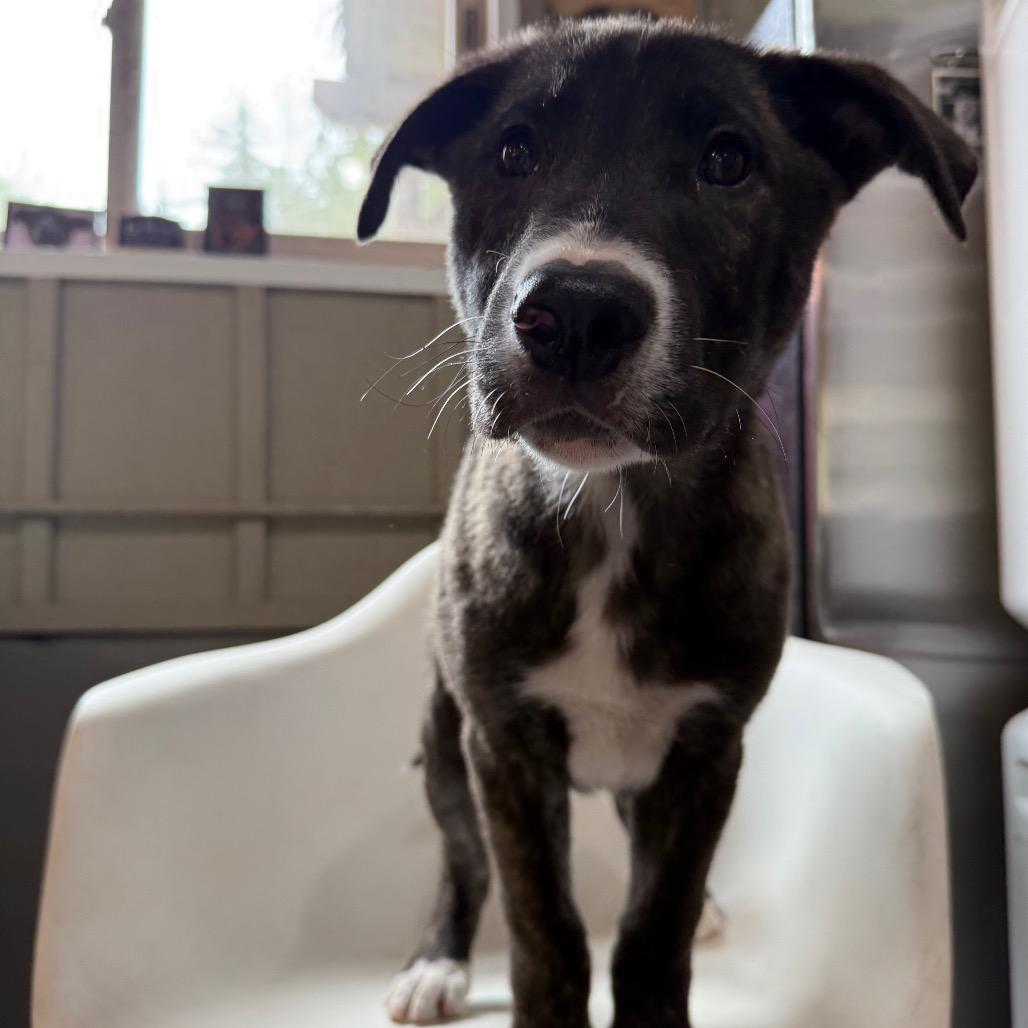 Enlarge Gregory, a Adoptable mixed breed in Tacoma, WA image 4/6