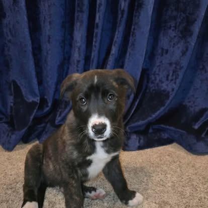 Enlarge Gregory, a Adoptable mixed breed in Tacoma, WA image 5/6