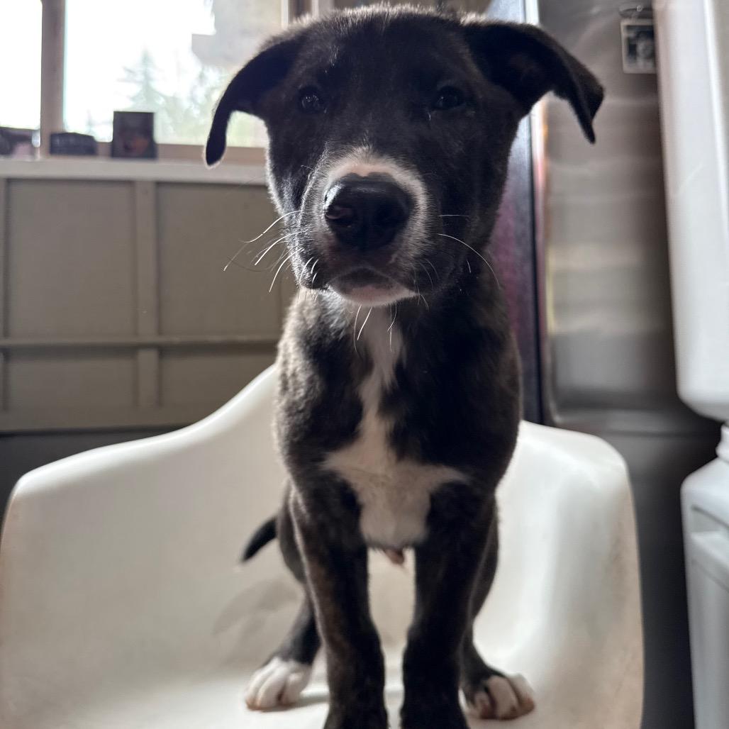 Enlarge Gregory, a Adoptable mixed breed in Tacoma, WA image 6/6