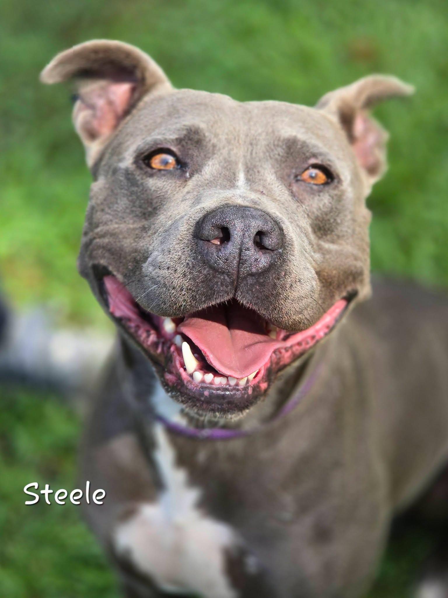 Steele, an adopted Pit Bull Terrier in Bishop, GA image 1/3