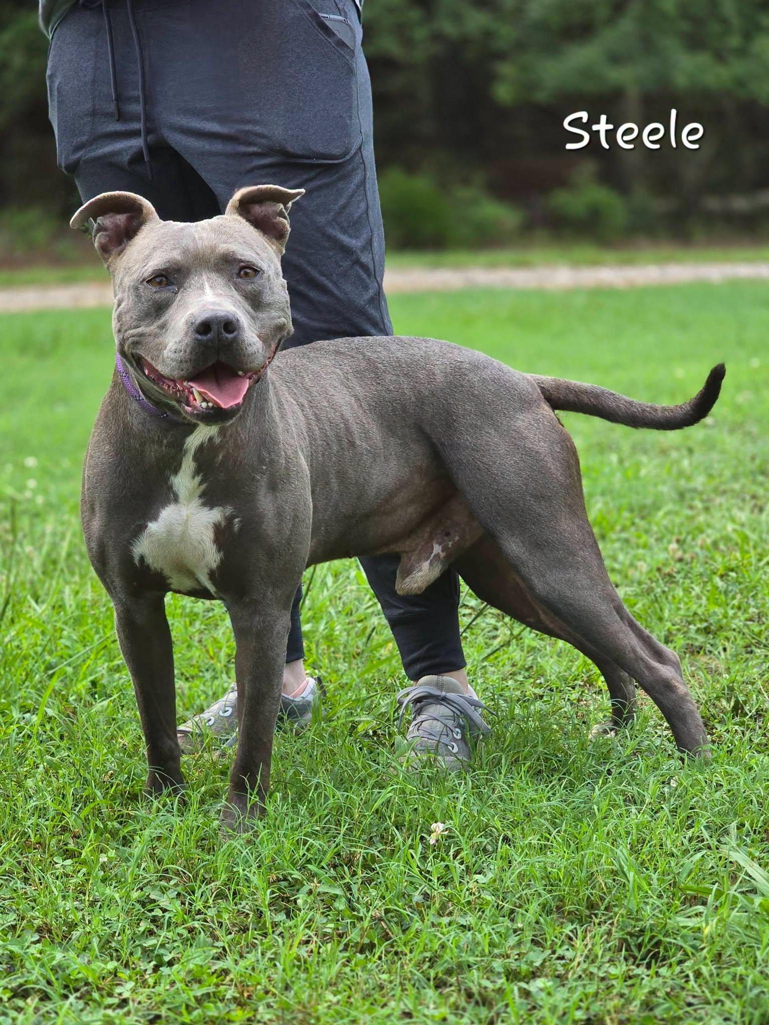 Steele, an adopted Pit Bull Terrier in Bishop, GA image 3/3