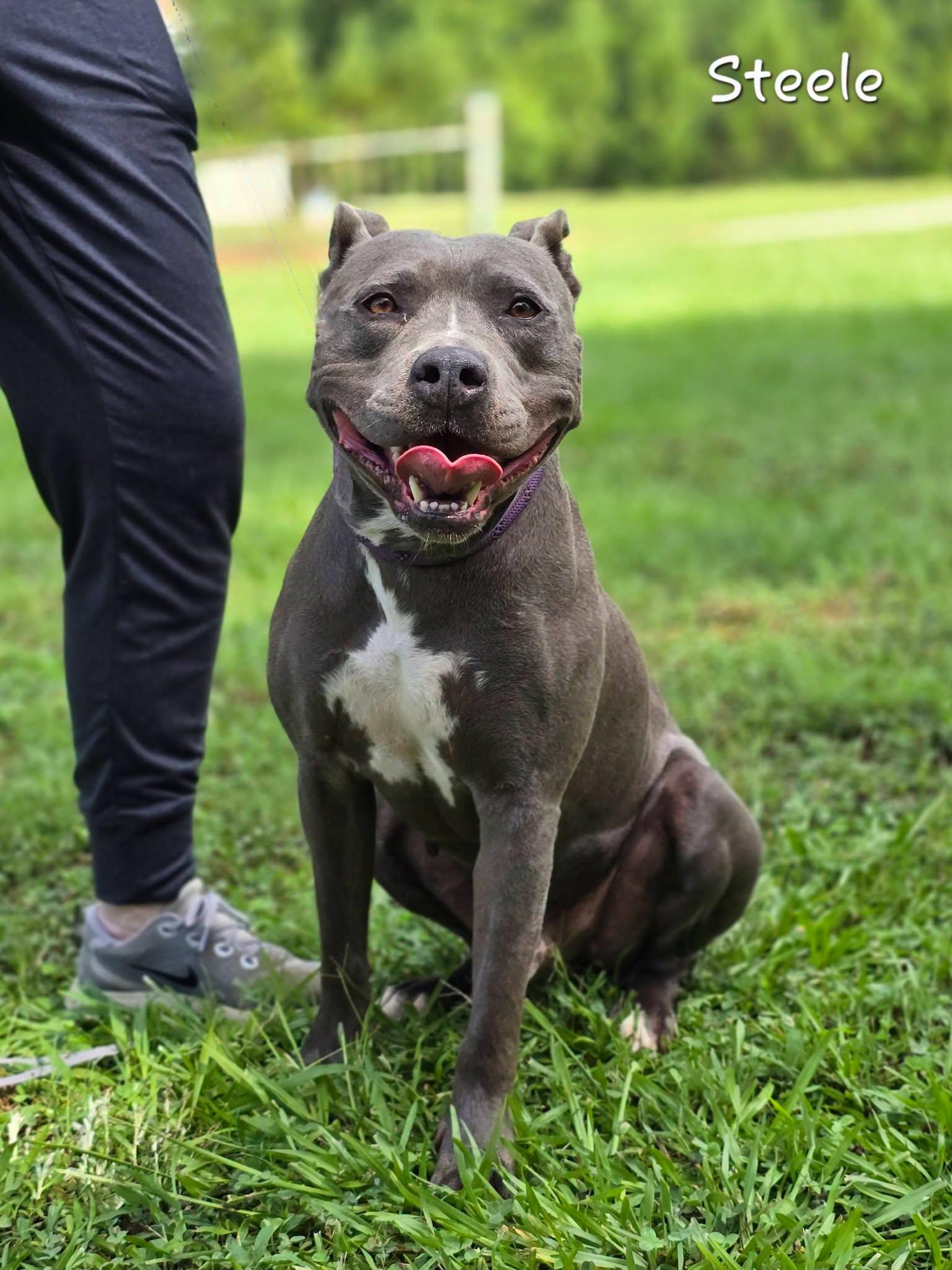 Steele, an adopted Pit Bull Terrier in Bishop, GA image 2/3