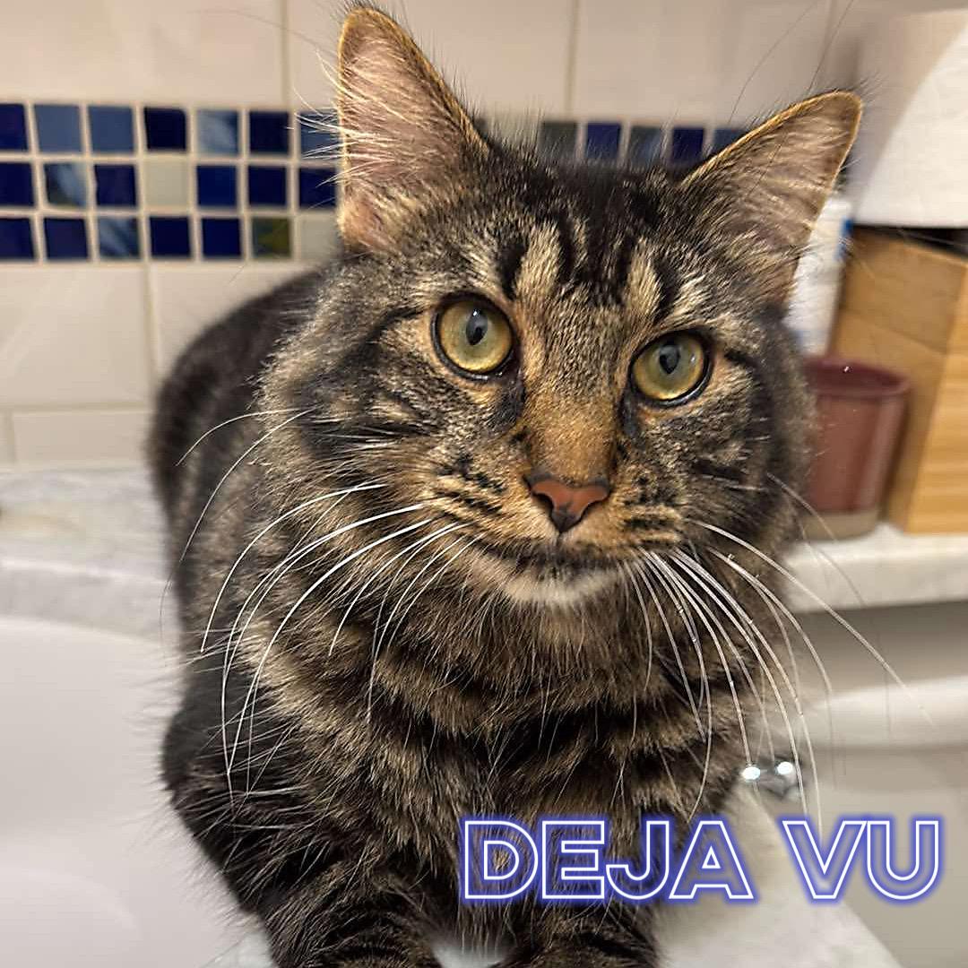 Deja Vu, Young Male Maine Coon