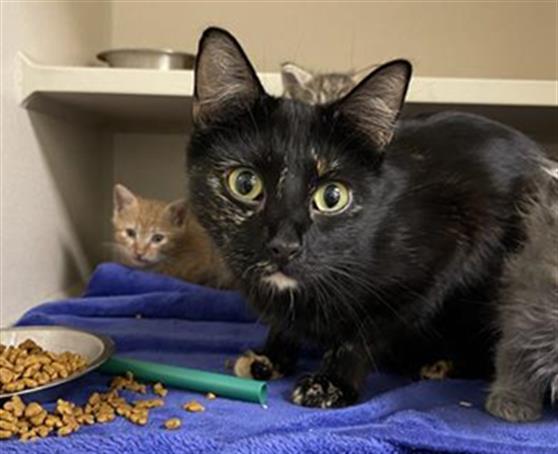 Enlarge CORNELL, a Adoptable Domestic Short Hair in Denver, CO image 1/1