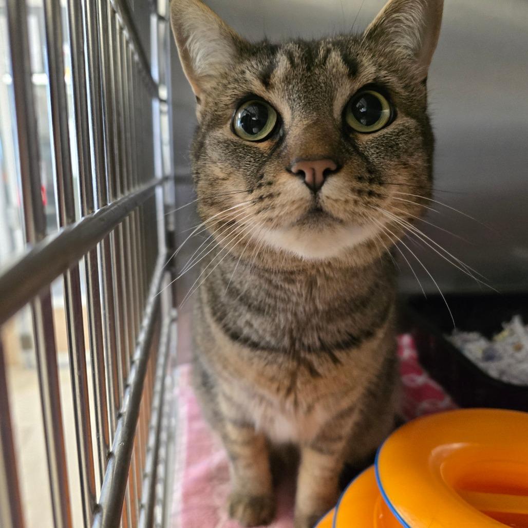 Enlarge Namena, a Adoptable Domestic Short Hair in Waldorf, MD image 1/2