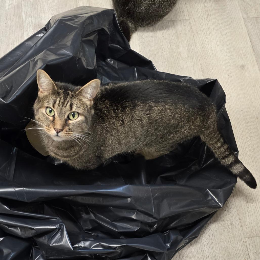 Enlarge Namena, a Adoptable Domestic Short Hair in Waldorf, MD image 2/3