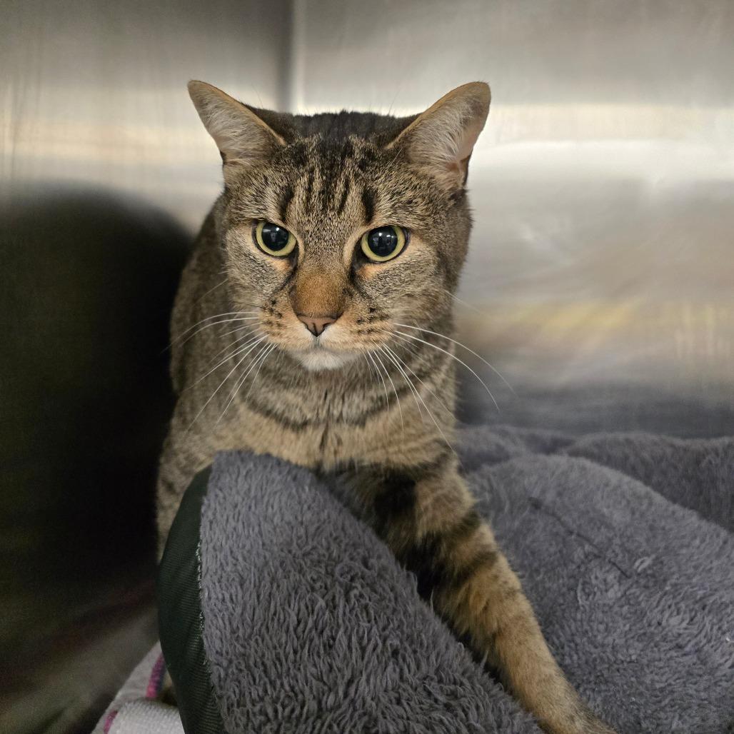 Enlarge Namena, a Adoptable Domestic Short Hair in Waldorf, MD image 2/2