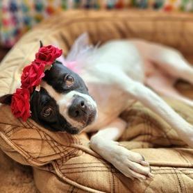 Yoyoma - Fee Sponsored in Full, a Adoptable mixed breed in Alexandria, VA image 1/6