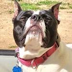 Yoyoma - Fee Sponsored in Full, a Adoptable mixed breed in Alexandria, VA image 2/6