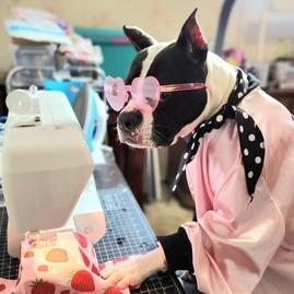 Yoyoma - Fee Sponsored in Full, a Adoptable mixed breed in Alexandria, VA image 5/6