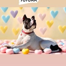 Yoyoma - Fee Sponsored in Full, a Adoptable mixed breed in Alexandria, VA image 6/6