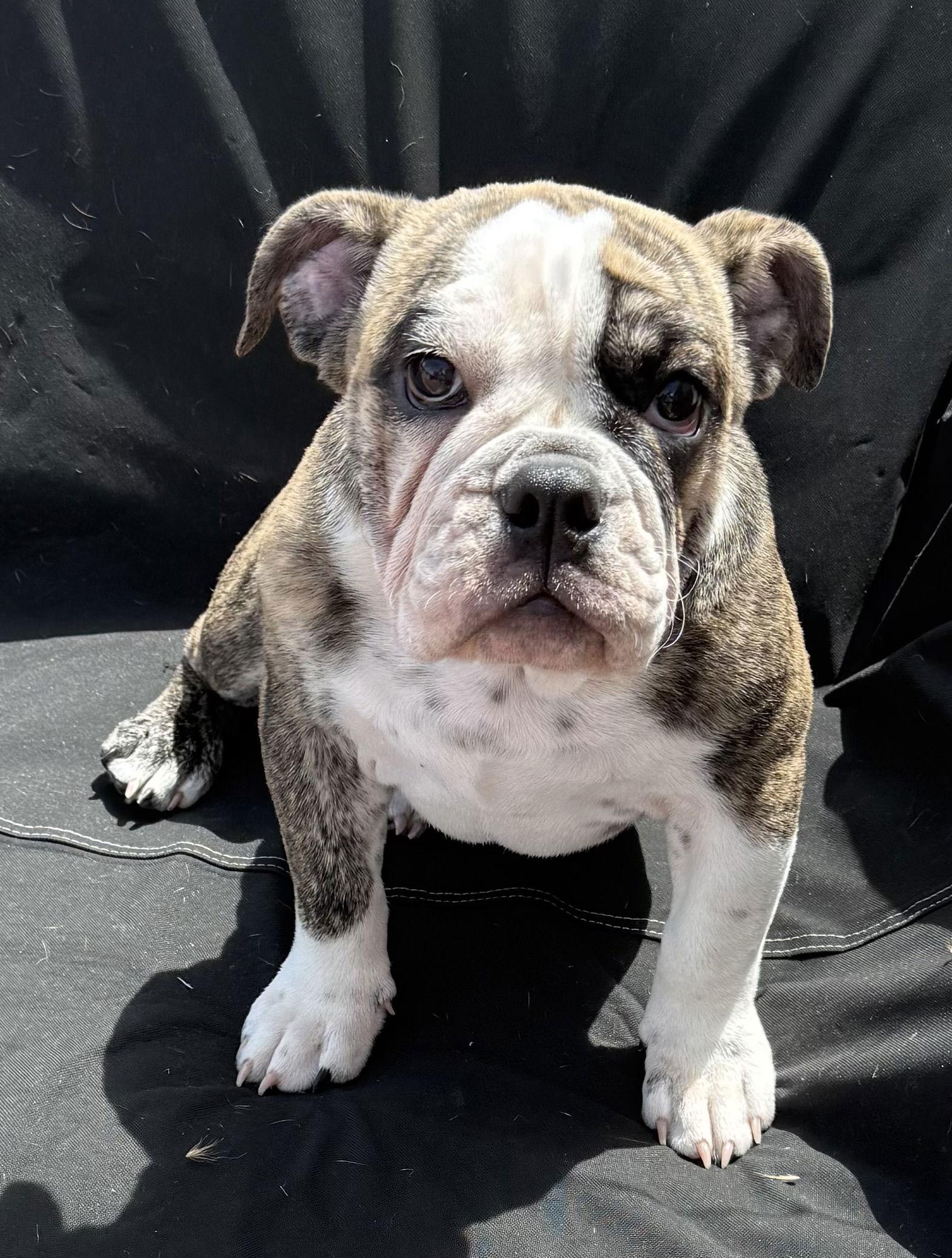 Nix, Adoptable, Young Female English Bulldog.