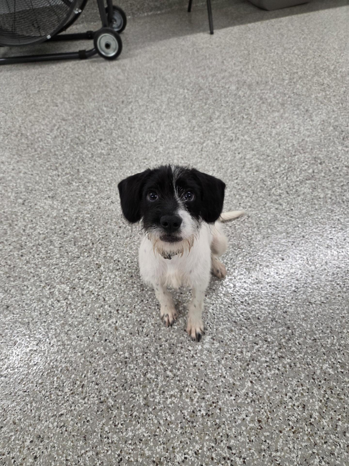 Enlarge Mary Margaret, an adopted mixed breed in Shepherdsville, KY image 1/2