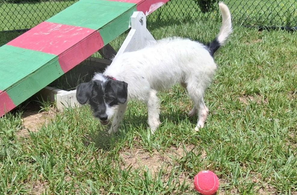 Enlarge Mary Margaret, an adopted mixed breed in Shepherdsville, KY image 2/2