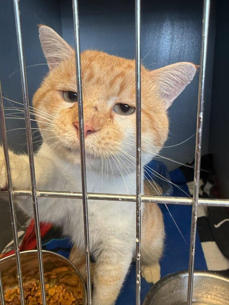 Enlarge Cheeks, a Adoptable mixed breed in Winchester, IN image 1/1