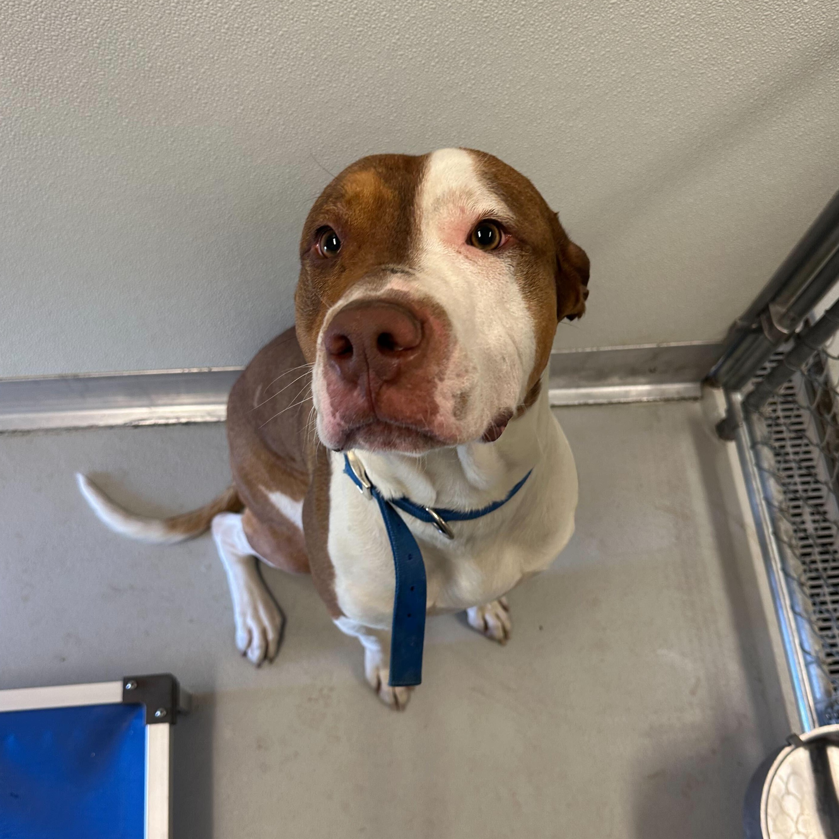 Rocky, an adoptable American Staffordshire Terrier in Driggs, ID, 83422 | Photo Image 4