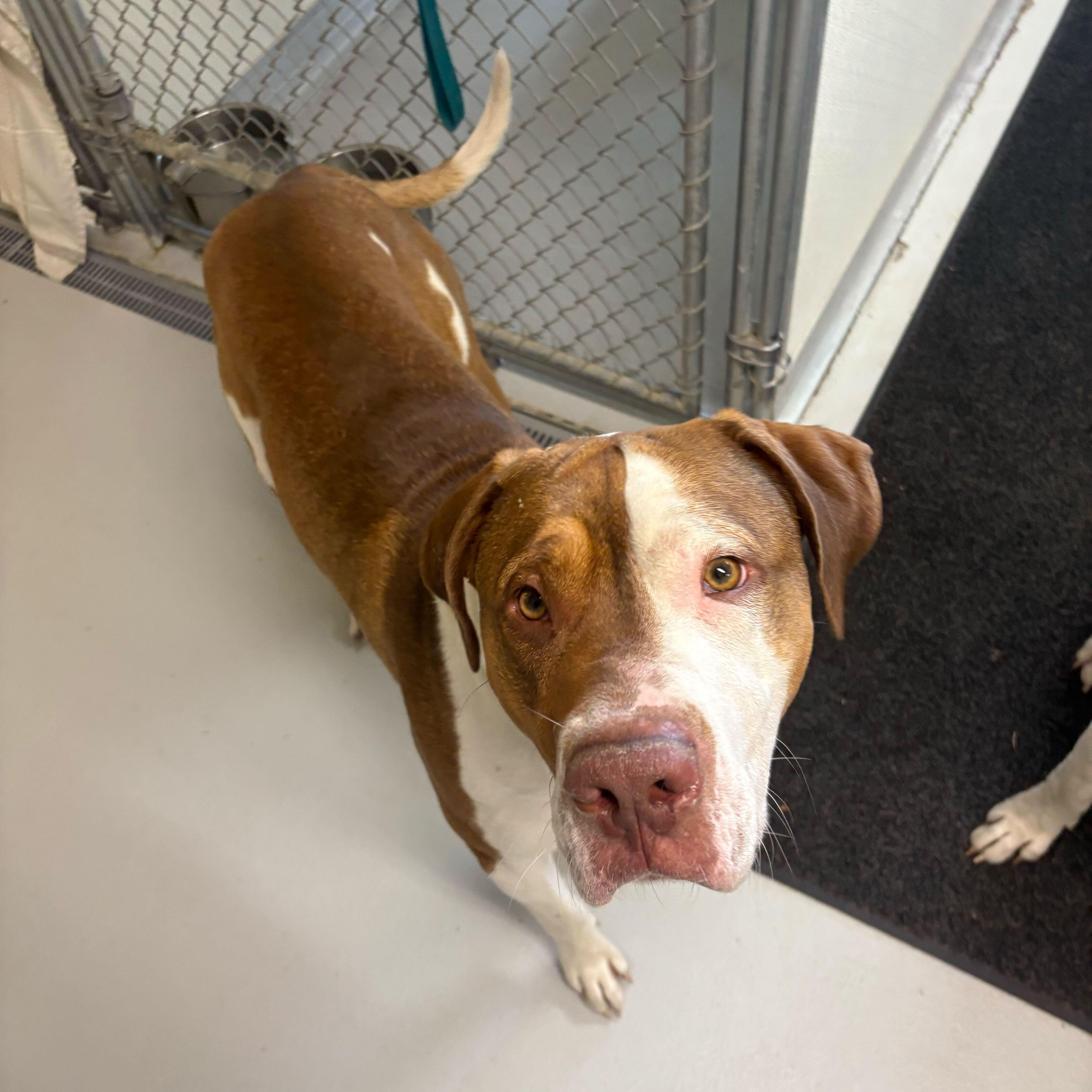 Rocky, an adoptable American Staffordshire Terrier in Driggs, ID, 83422 | Photo Image 3