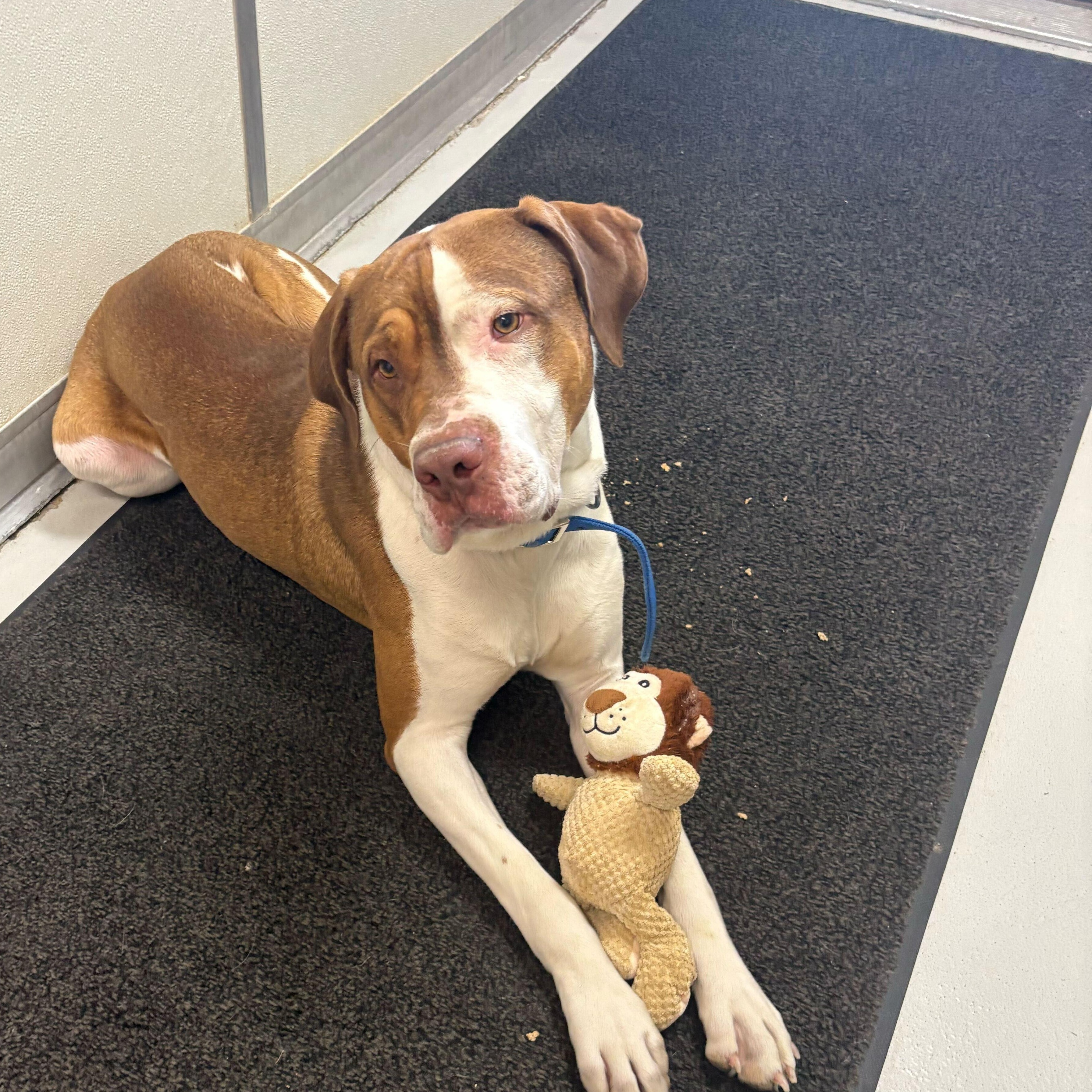 Rocky, Adoptable, Young Male American Staffordshire Terrier.