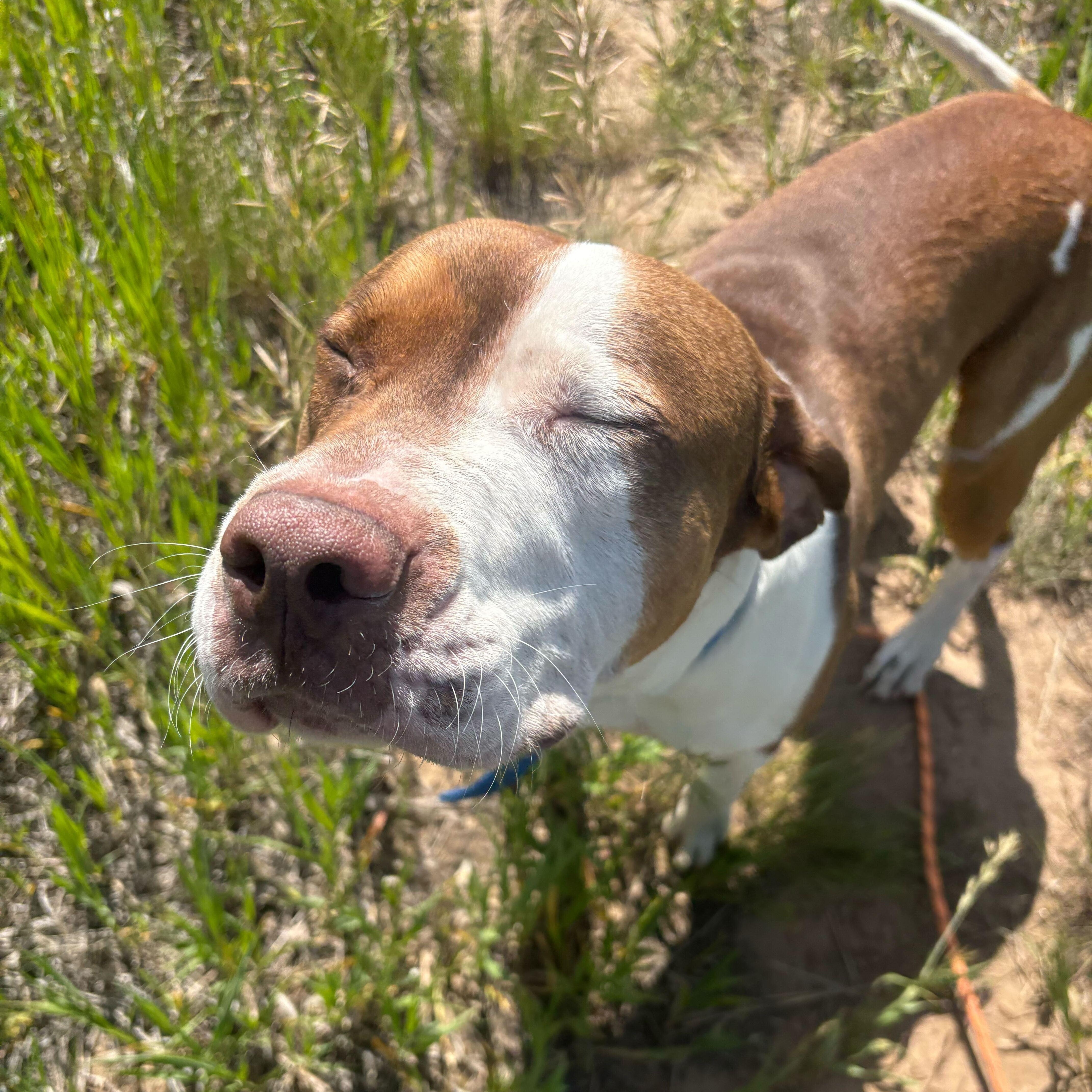 Rocky, an adoptable American Staffordshire Terrier in Driggs, ID, 83422 | Photo Image 2