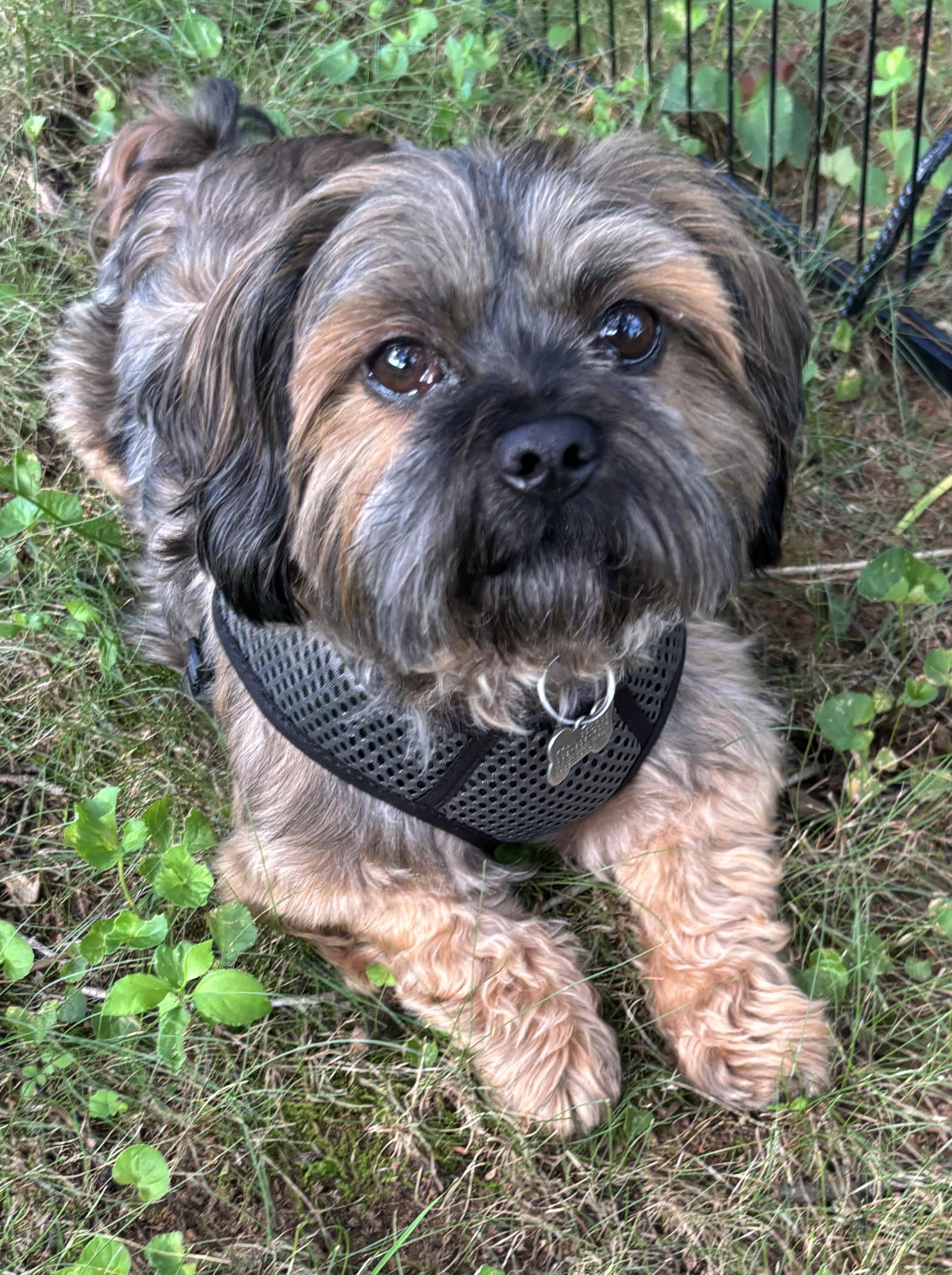 Niko, Adopted, Adult Male Shih Tzu & Yorkshire Terrier.