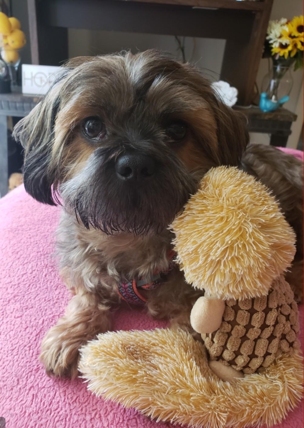 Enlarge Niko, a Adopted mixed breed in Greensboro, NC image 4/6