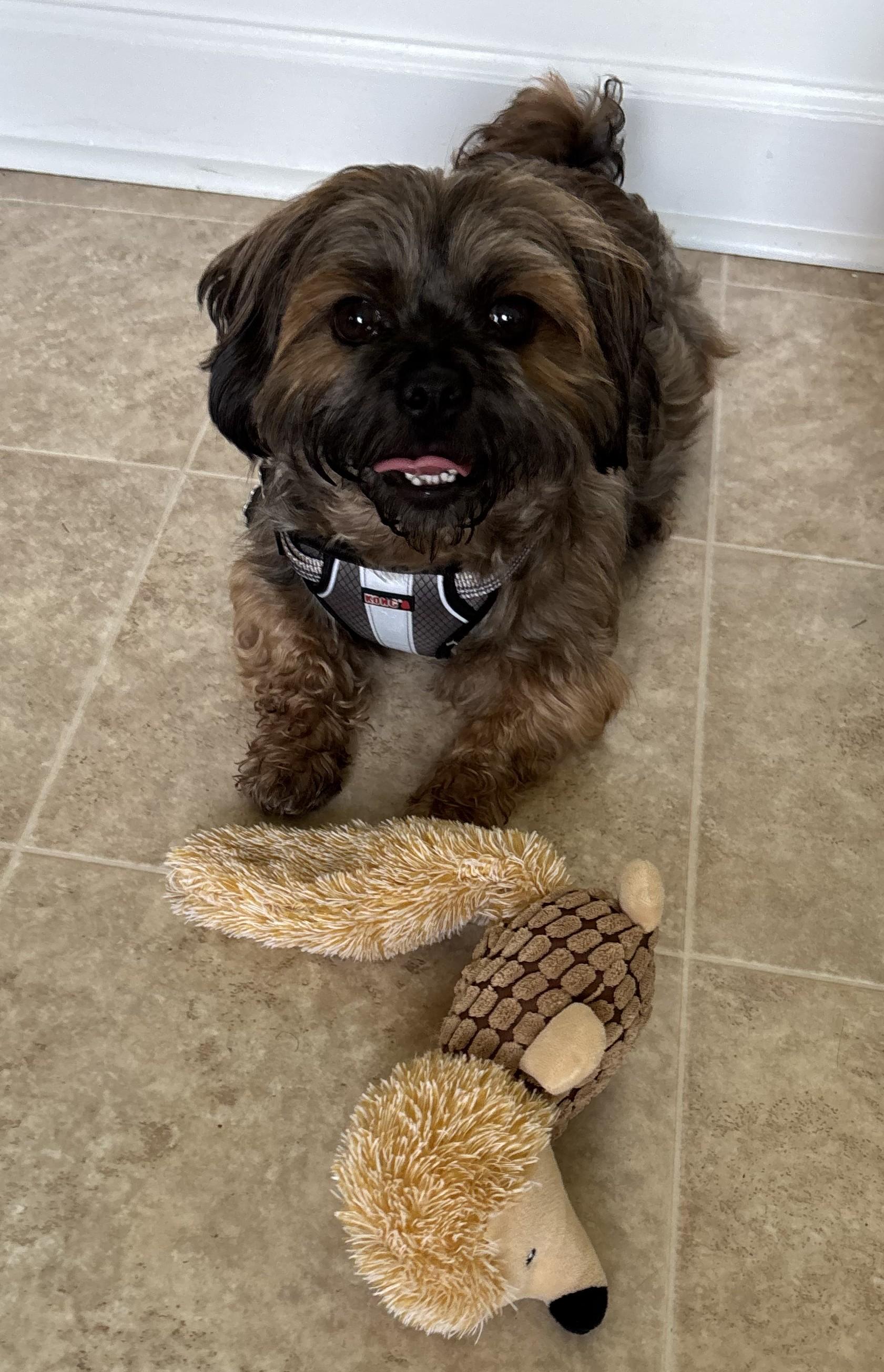 Enlarge Niko, a Adopted mixed breed in Greensboro, NC image 6/6