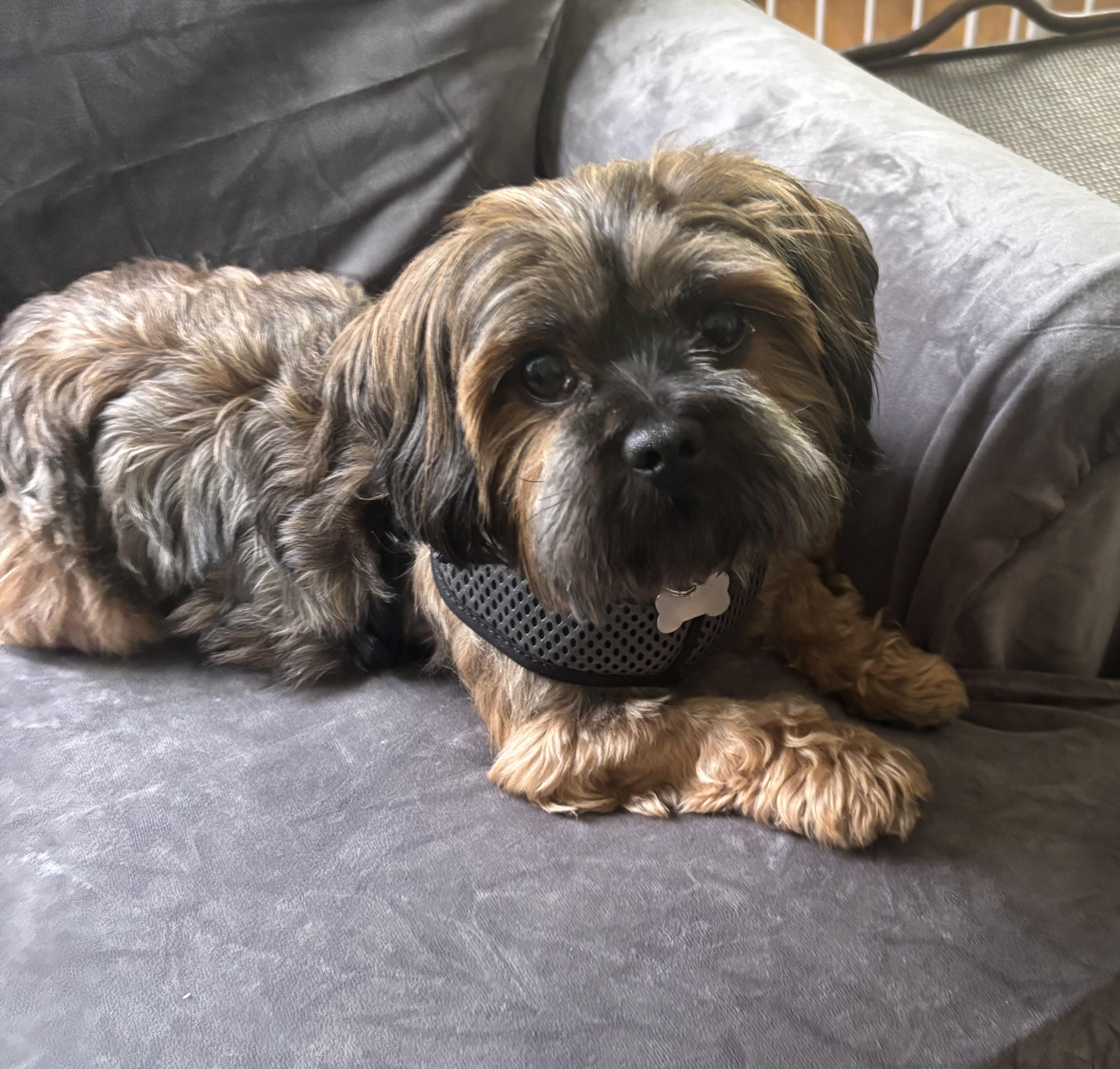 Enlarge Niko, a Adopted mixed breed in Greensboro, NC image 5/6