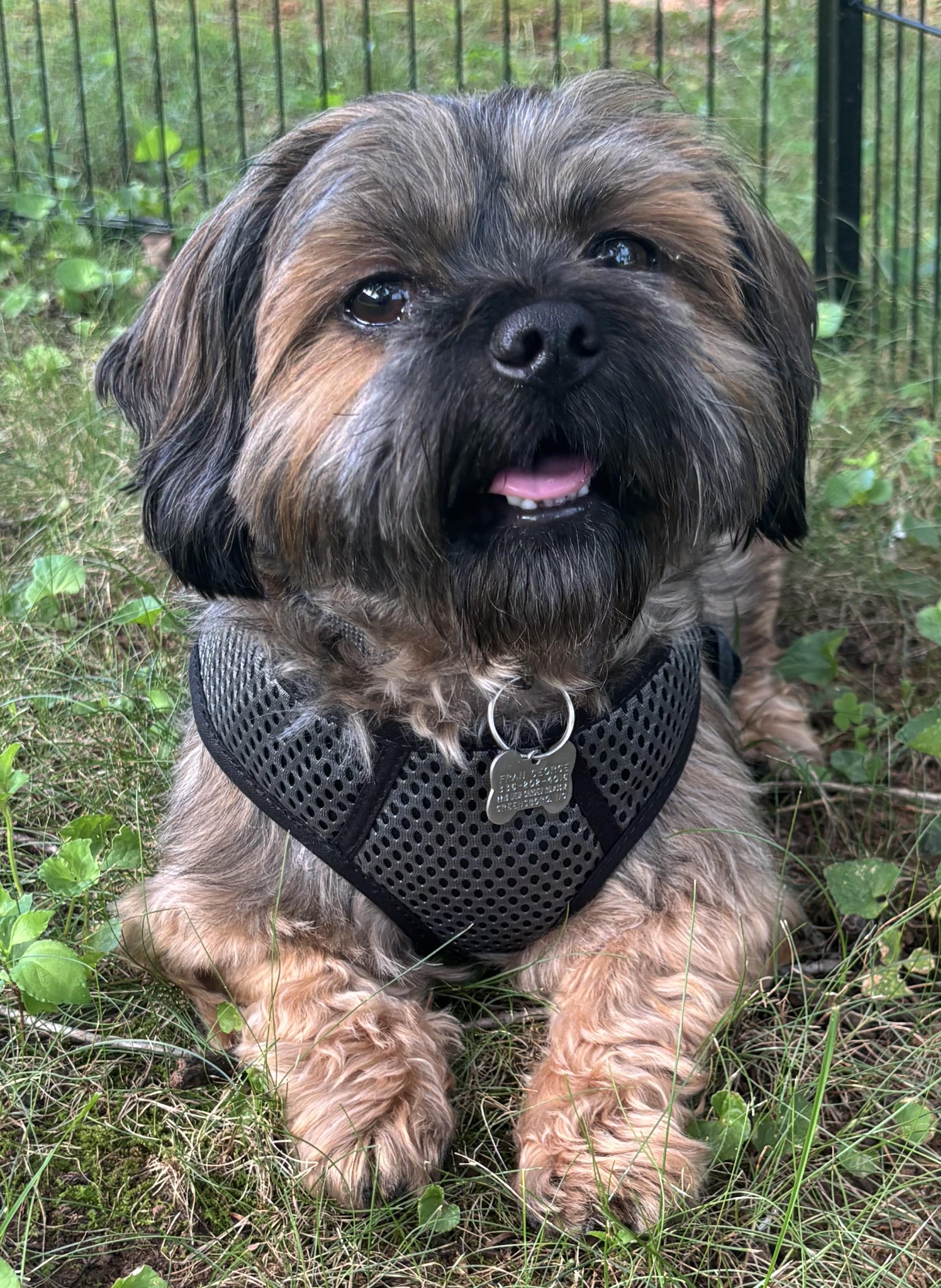 Enlarge Niko, a Adopted mixed breed in Greensboro, NC image 3/6