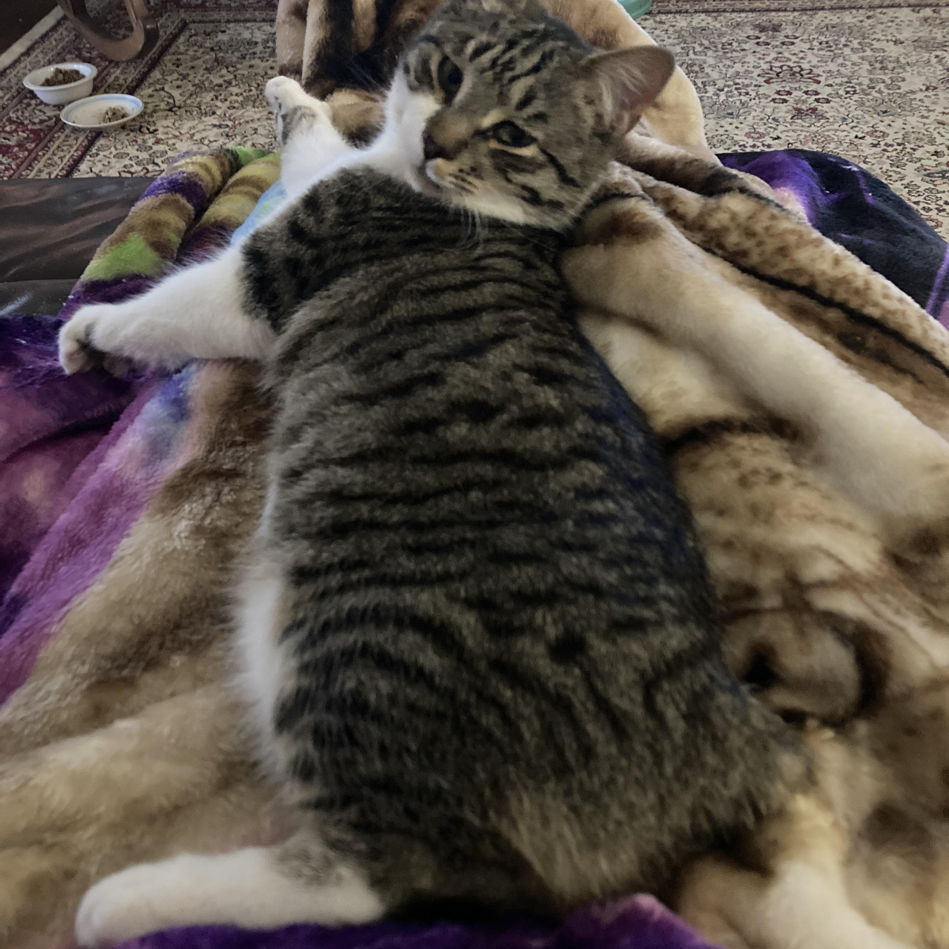 Little Bob, an adopted mixed breed in Morganton, NC image 3/3