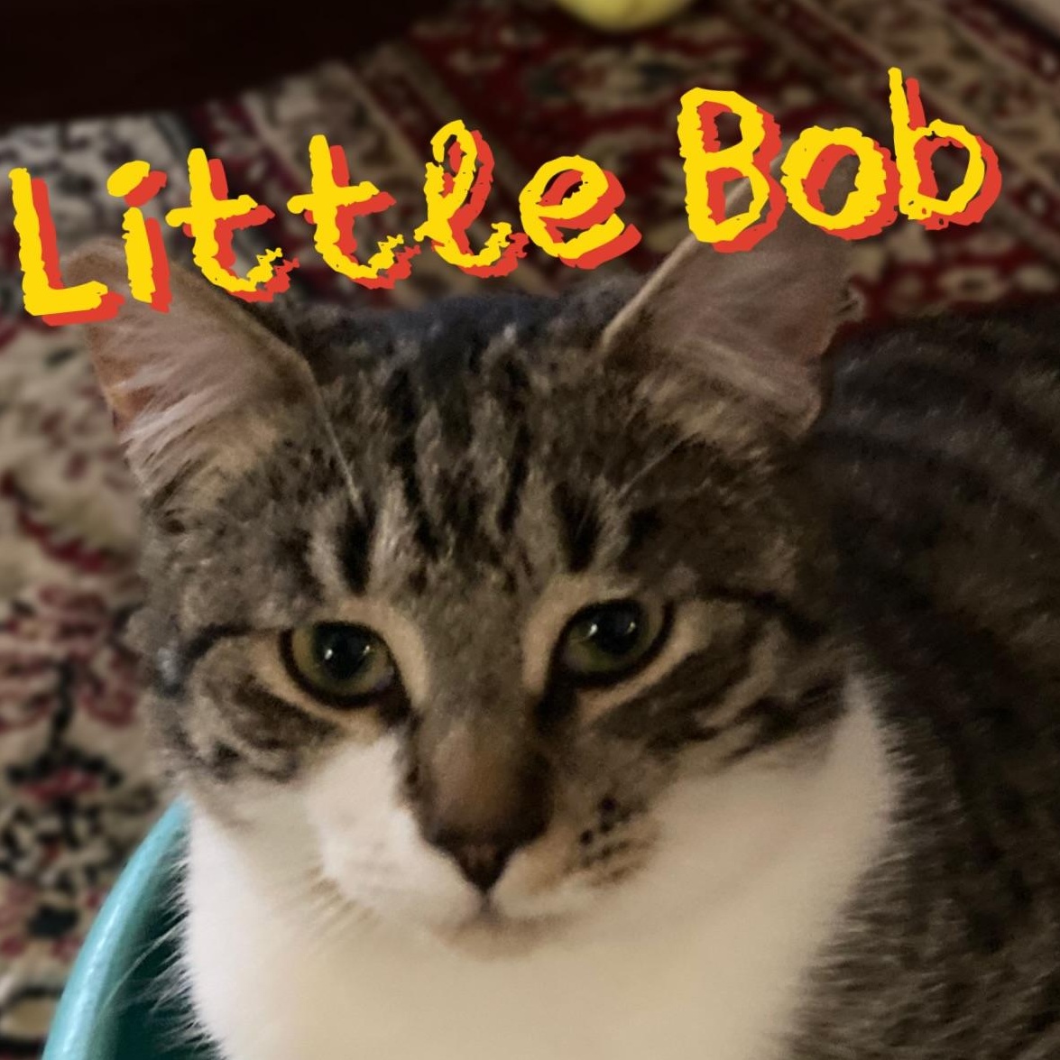Little Bob, an adopted mixed breed in Morganton, NC image 1/3
