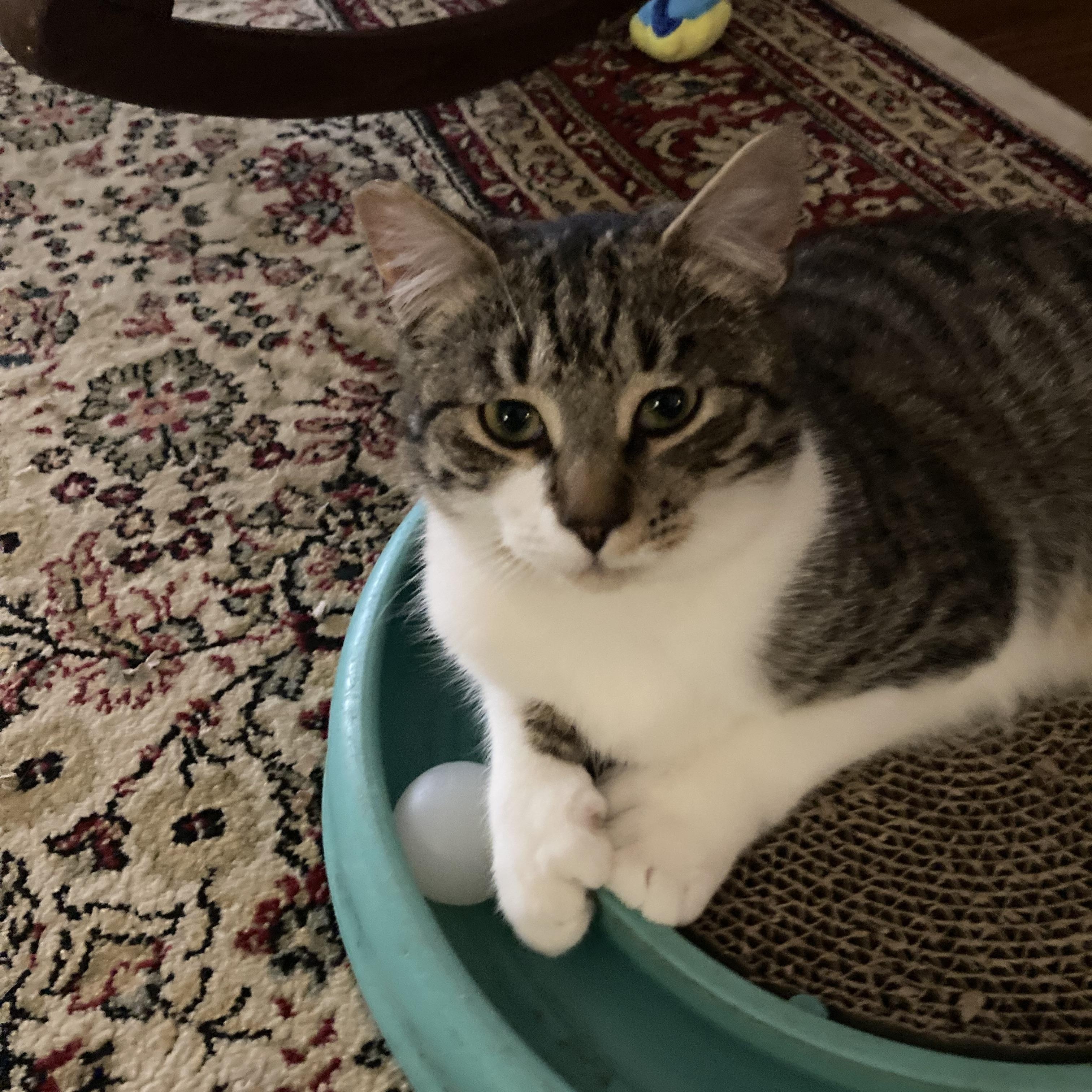 Little Bob, an adopted mixed breed in Morganton, NC image 2/3