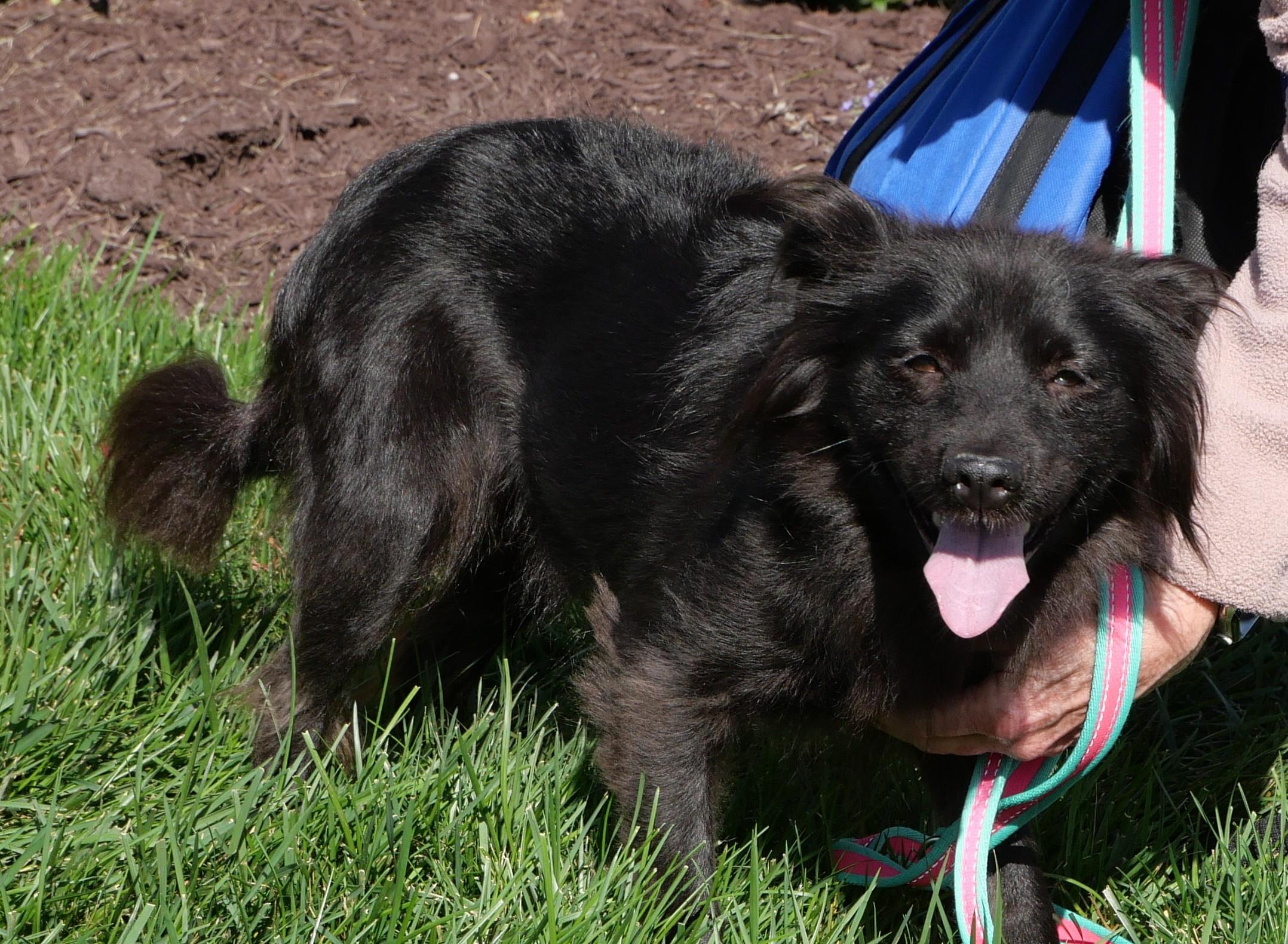 Molly, Adoptable, Young Female Spaniel & Papillon.