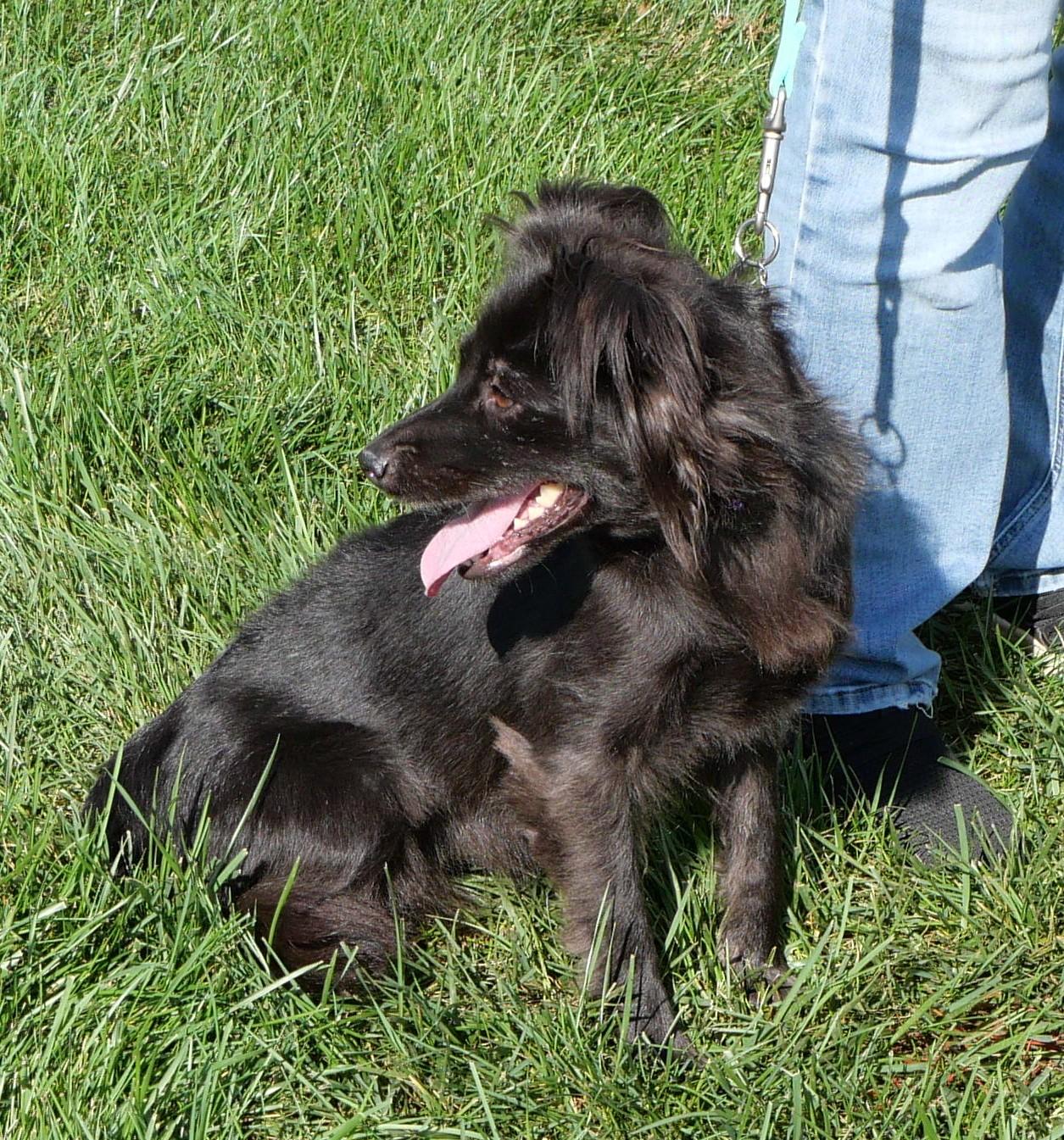 Enlarge Molly, a Adopted mixed breed in Ellicott City, MD image 3/3