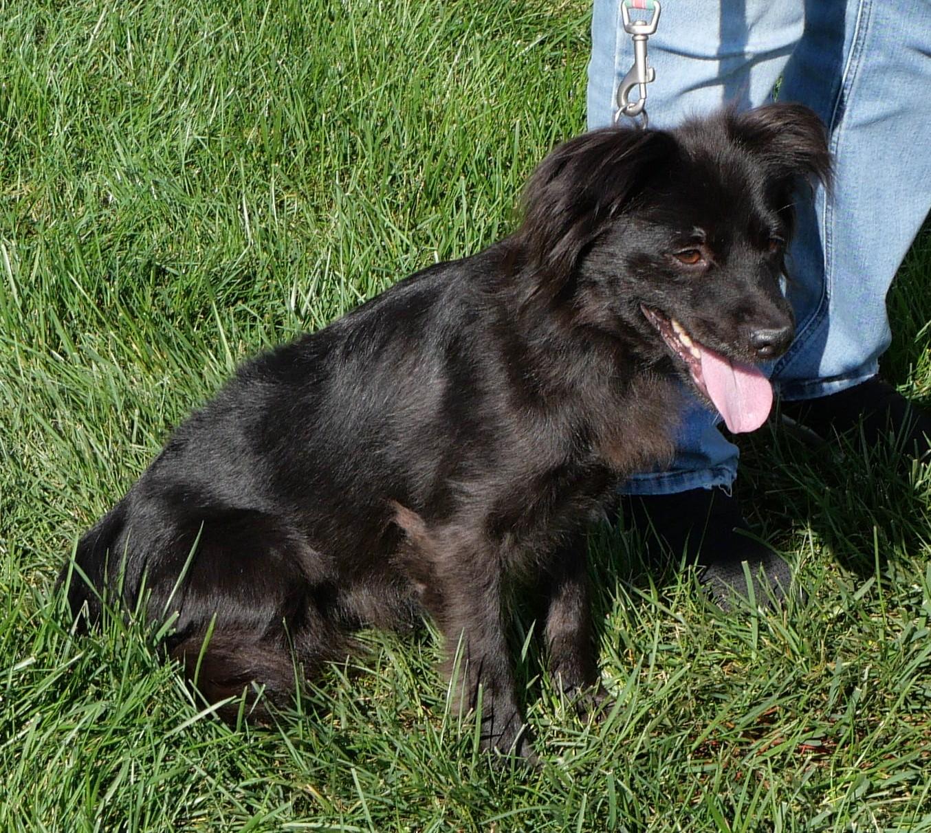 Molly - Adoptable Pet | Petfinder