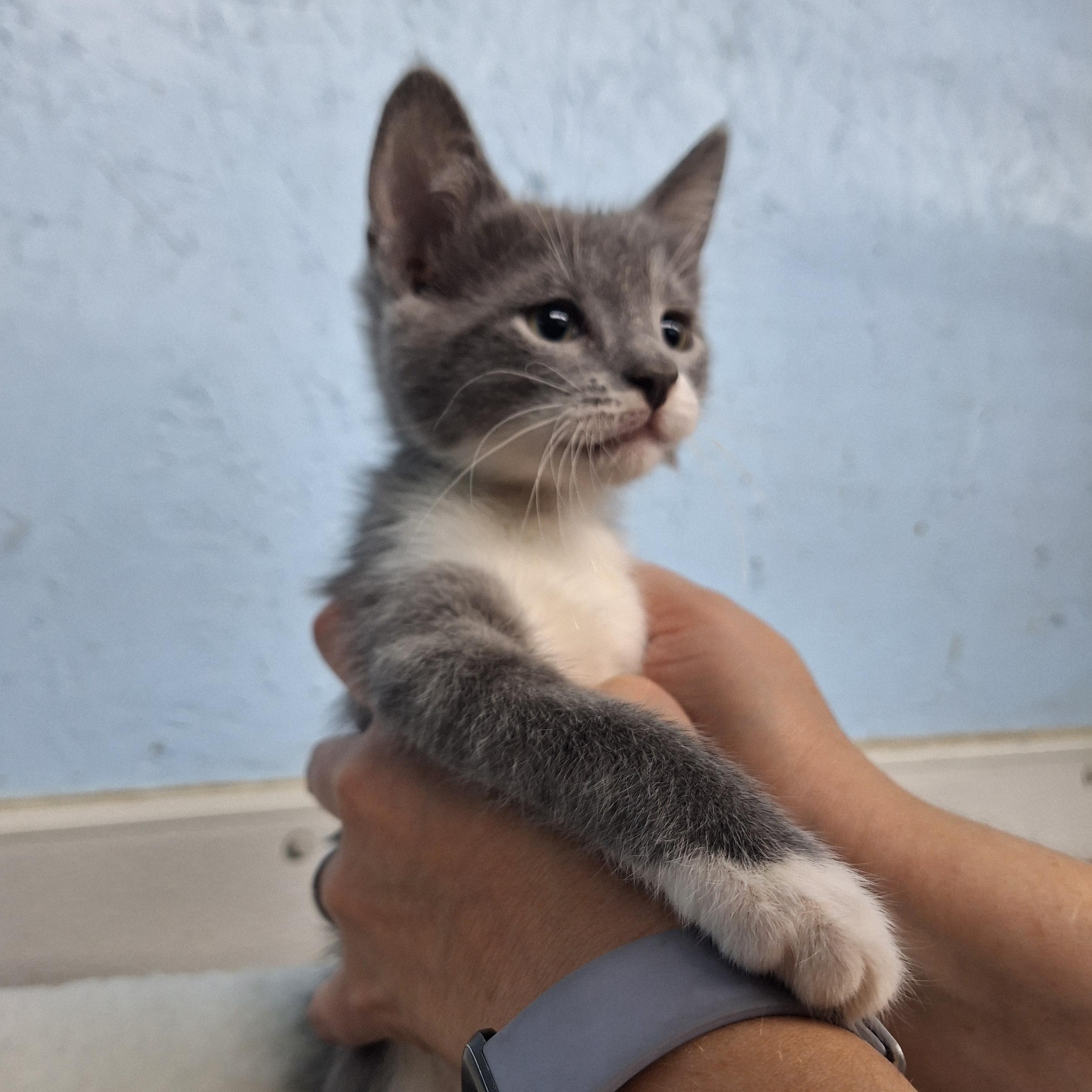 Enlarge Paul, a ADOPTABLE Domestic Short Hair in Clarinda, IA image 2/2