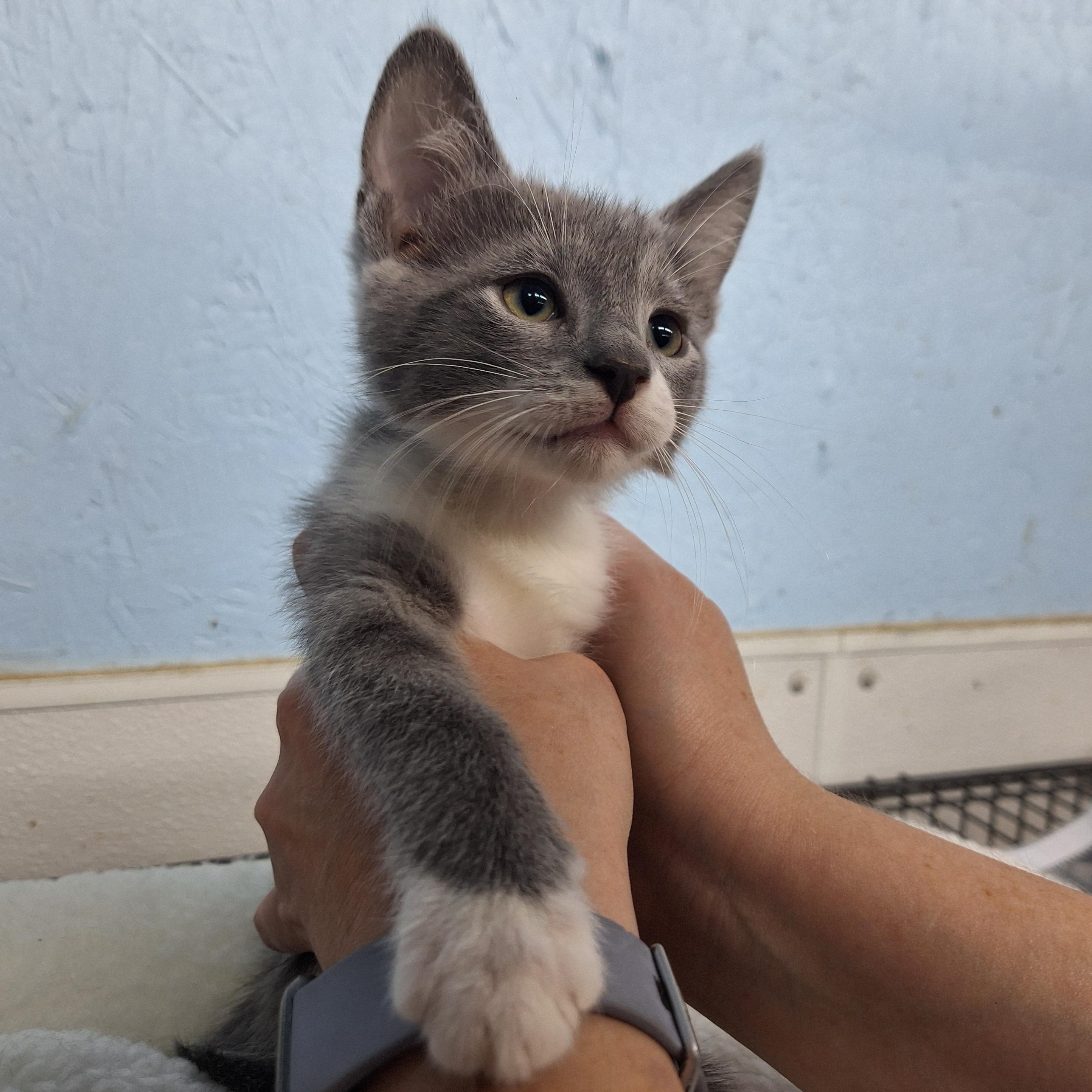 Enlarge Paul, a ADOPTABLE Domestic Short Hair in Clarinda, IA image 1/2