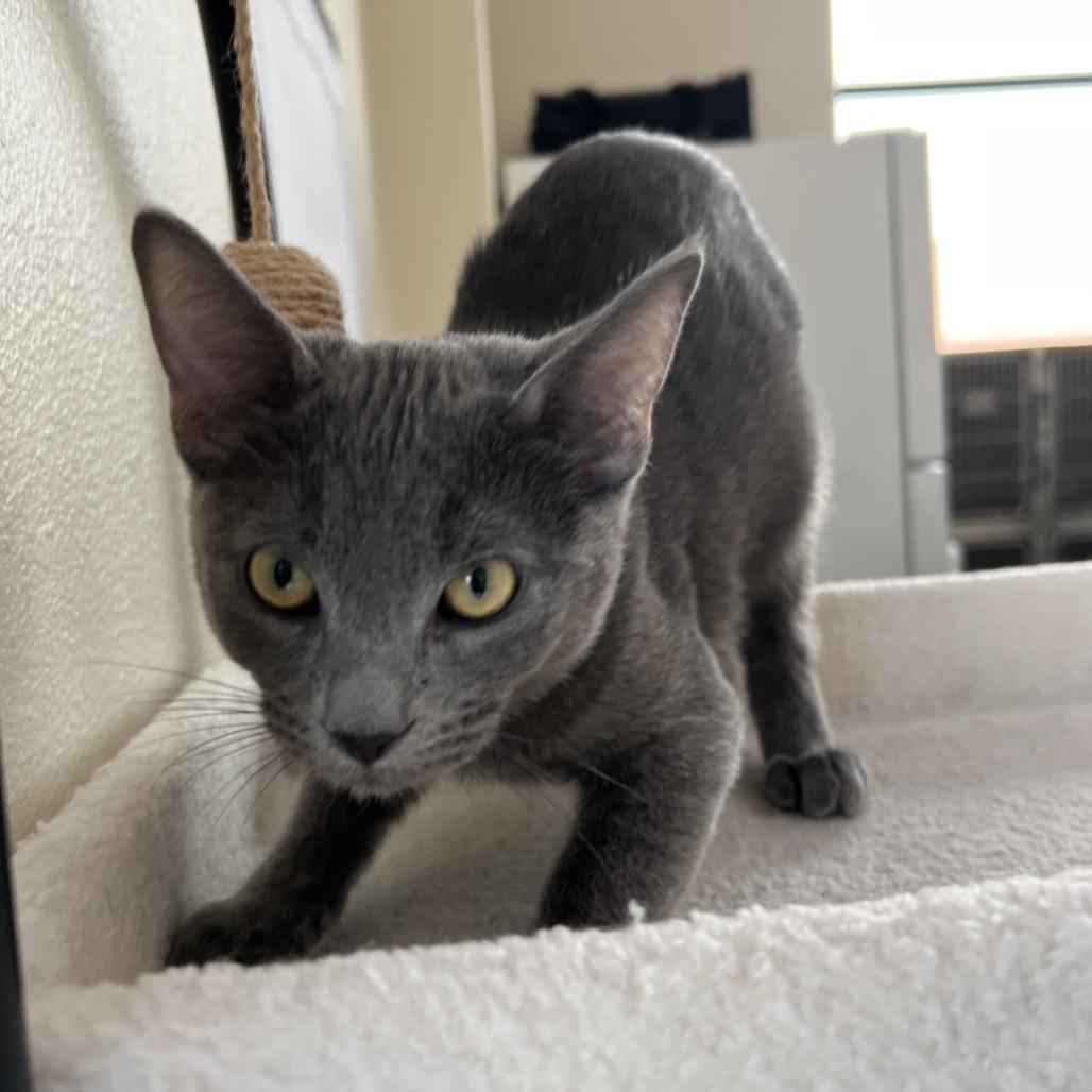 Frikka, adopted, Kitten Male Domestic Short Hair.