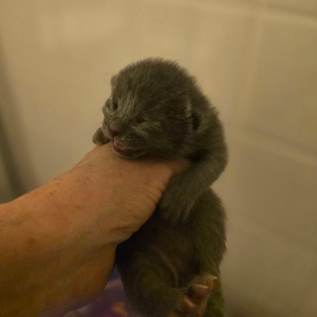 Enlarge Frikka, an adopted Domestic Short Hair in Las Vegas, NV image 2/3