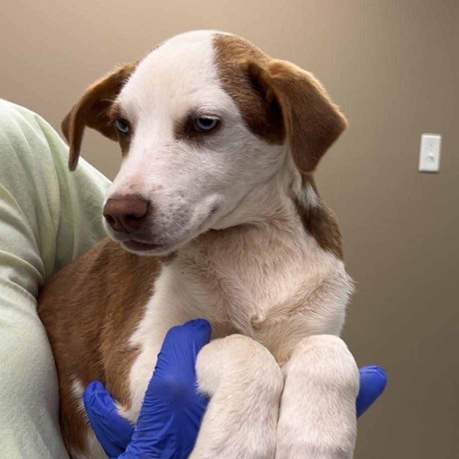 Enlarge Bonnie, a ADOPTABLE mixed breed in Maynardville, TN image 1/1