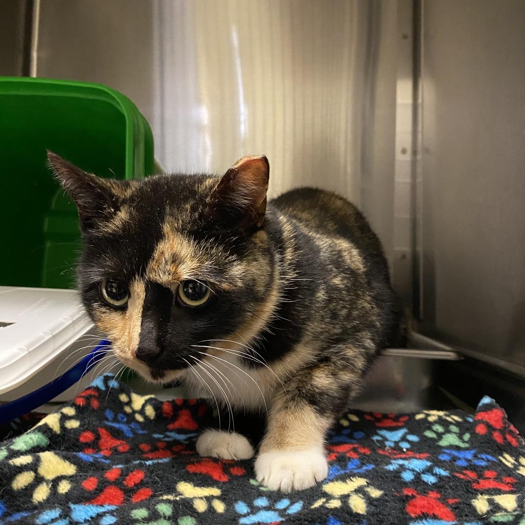 Enlarge Checkers, a Adoptable Domestic Short Hair in Windsor, VA image 1/1