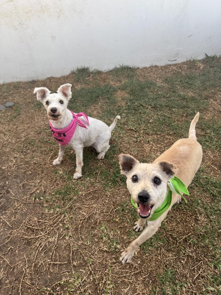 Brady, Adoptable, Senior Male Terrier.
