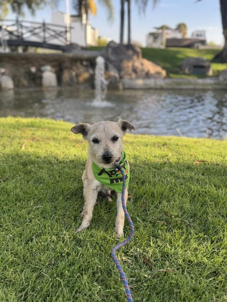 Enlarge Brady, a Adoptable mixed breed in Gig Harbor, WA image 2/6