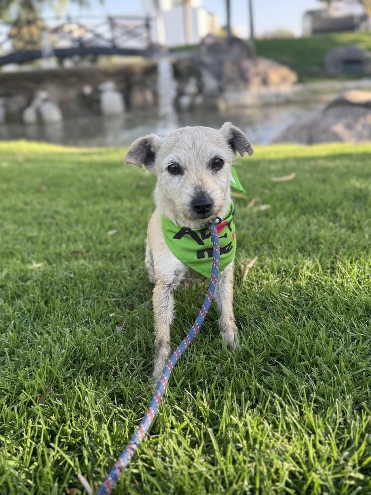 Enlarge Brady, a Adoptable mixed breed in Gig Harbor, WA image 3/6