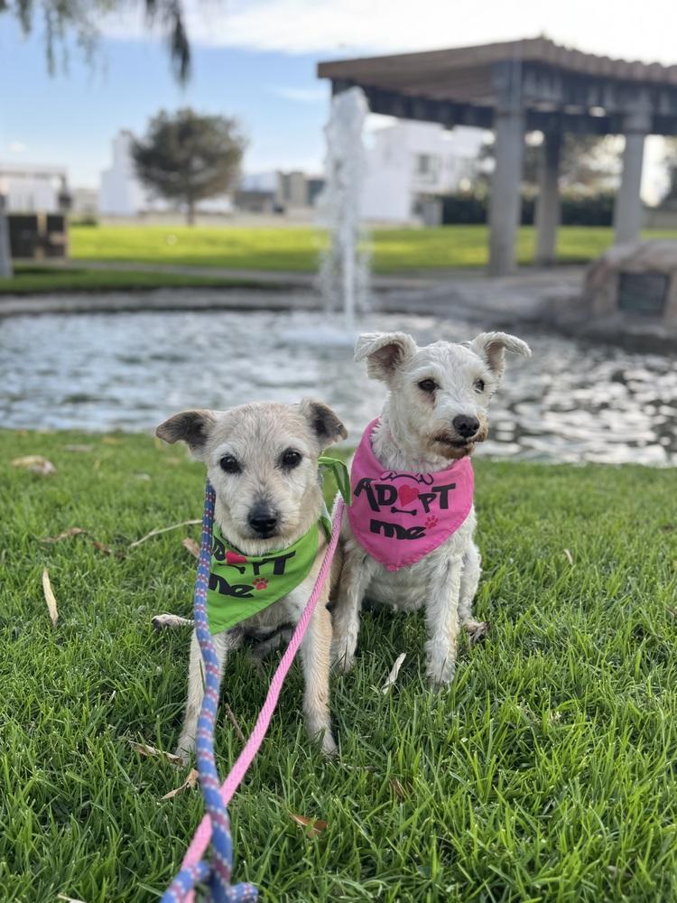 Enlarge Brady, a Adoptable mixed breed in Gig Harbor, WA image 4/6