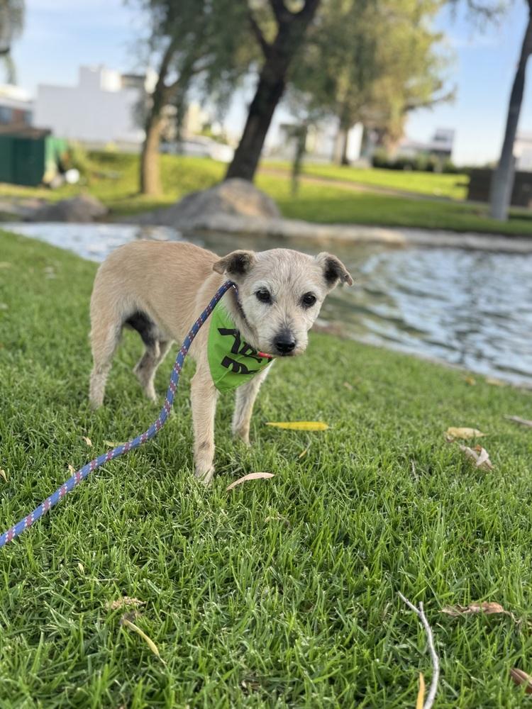 Enlarge Brady, a Adoptable mixed breed in Gig Harbor, WA image 5/6