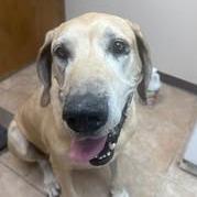 Enlarge Bruce, a Adoptable Great Dane in Collinsville , OK image 1/1