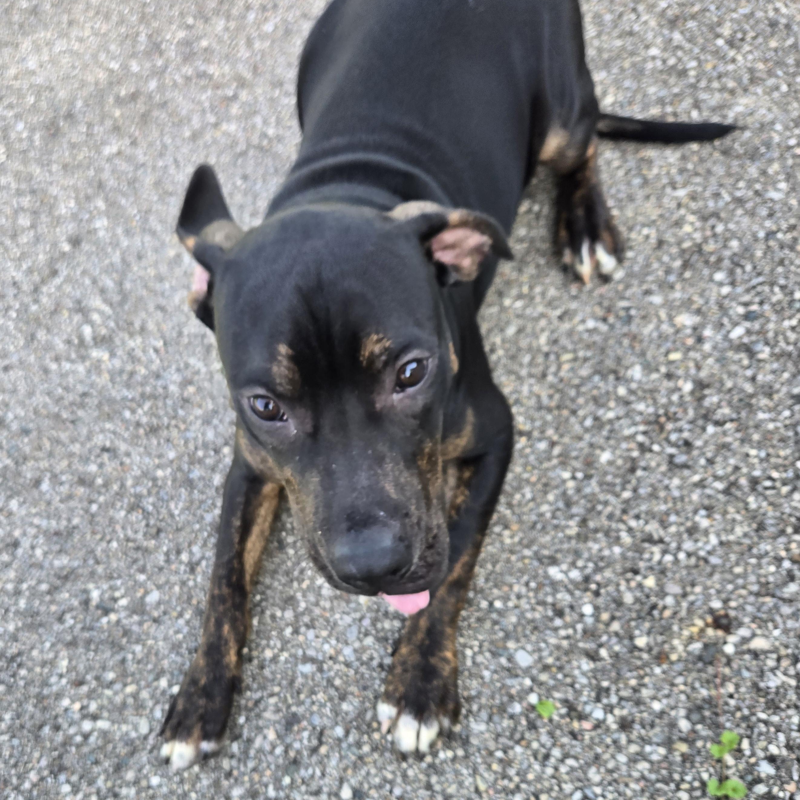 Enlarge Goofy, a ADOPTABLE Pit Bull Terrier in Xenia , OH image 5/6