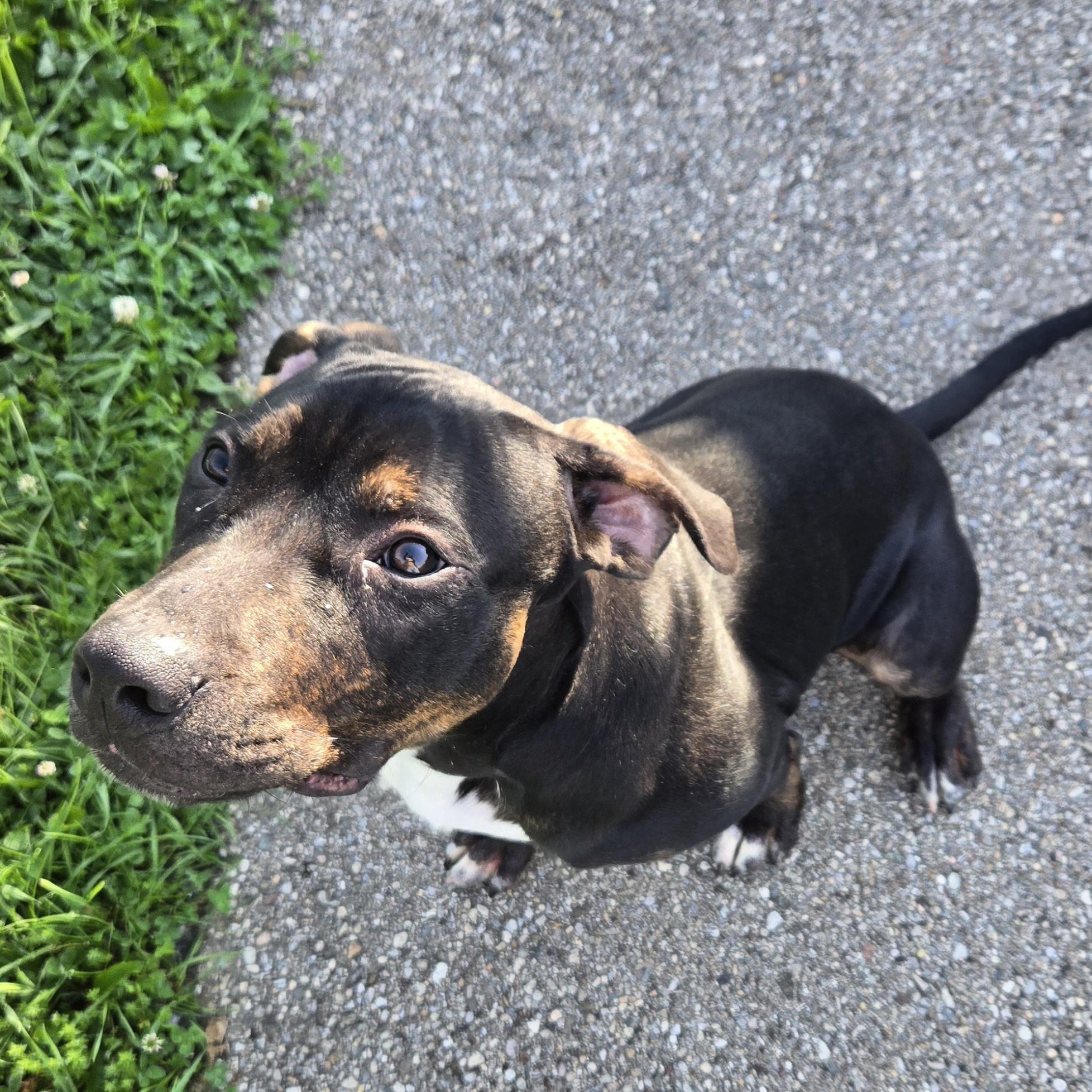 Enlarge Goofy, a ADOPTABLE Pit Bull Terrier in Xenia , OH image 3/6